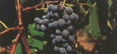 Изабела - сорт винограда